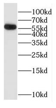 GK5 Antibody
