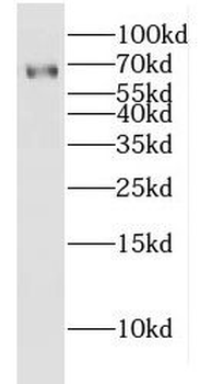 GLIS1 Antibody