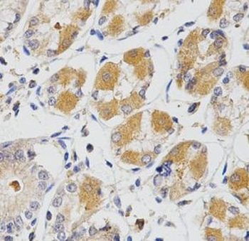 GLRX Antibody