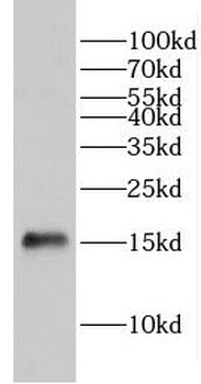 GLRX2 Antibody