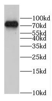 COLGALT1 Antibody