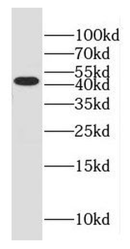 GLUL Antibody