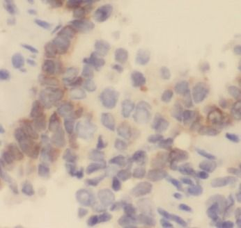 GYPA Antibody