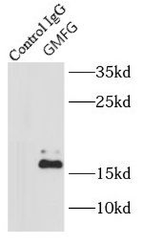 GMFG Antibody