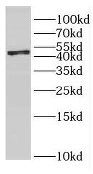 GMPPA Antibody