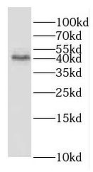 GNA14 Antibody