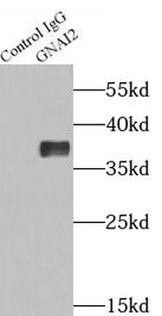 GNAI2 Antibody