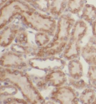 GNAI2 Antibody