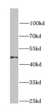 GNAI3 Antibody