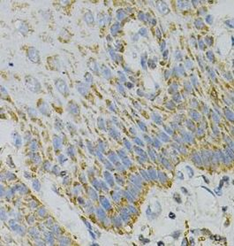 GNAO1 Antibody