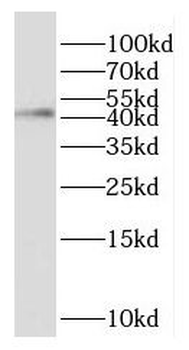GNAQ Antibody