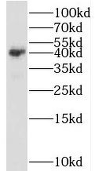 GNAT1 Antibody