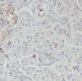 GNB1 Antibody