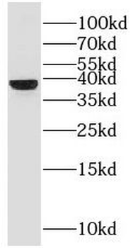 GNB4 Antibody