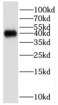 GNB5 Antibody