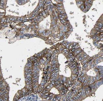 GNB5 Antibody