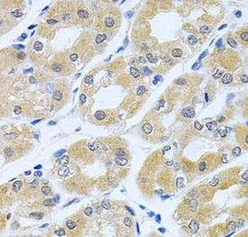 GNE Antibody
