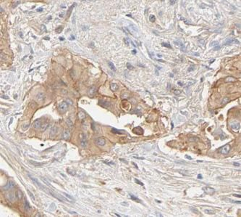 GNG4 Antibody