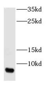 GNGT1 Antibody