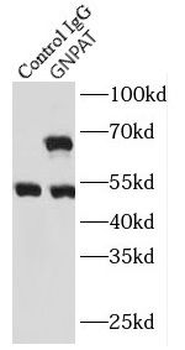 GNPAT Antibody