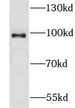 GOLGA1 Rabbit Polyclonal Antibody