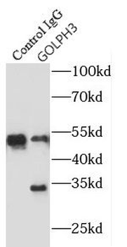 GOLPH3 Antibody