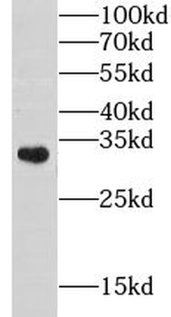 GOLPH3 Antibody