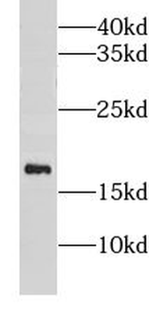 GP9 Antibody
