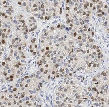 GPKOW Antibody