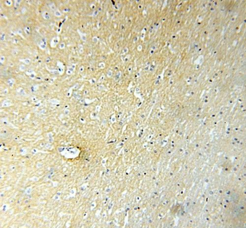 GPM6A Antibody