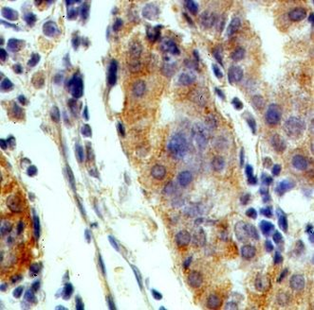 P2RY14 Antibody
