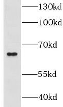 GPR108 Antibody