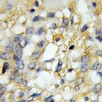 GPR137 Antibody