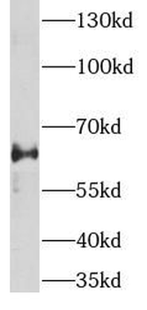 WLS Antibody
