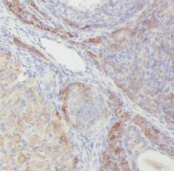 WLS Antibody