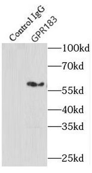 GPR183 Antibody