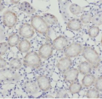 GPR3 Rabbit Polyclonal Antibody