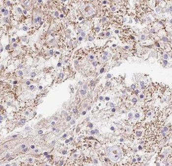 GPRASP2 Antibody