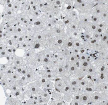 GPS2 Antibody