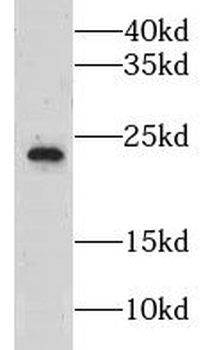 GPX7 Antibody