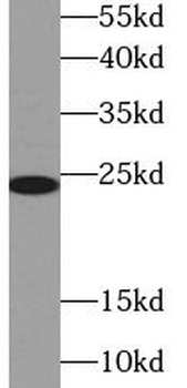 GPX8 Antibody