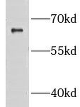 GRB14 Antibody