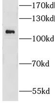 GRID1 Antibody