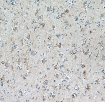 GRID1 Antibody