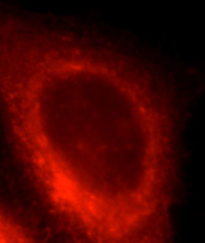 HSPA9 Antibody