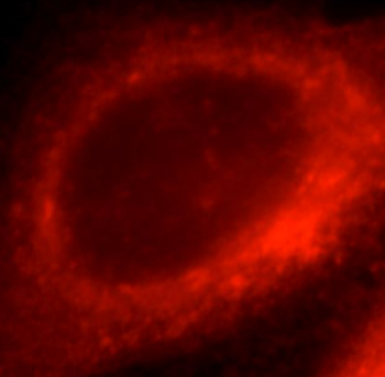 HSP90B1 Antibody