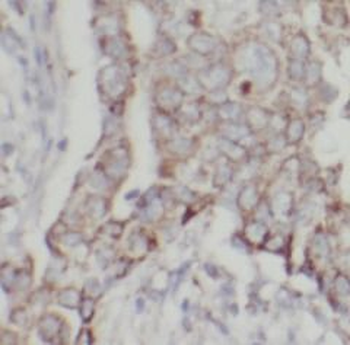 HSP90B1 Antibody