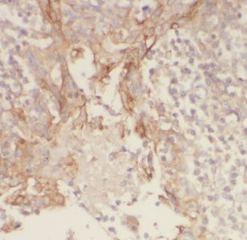GSG1L Antibody