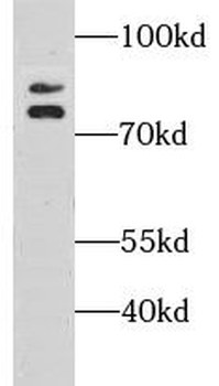 GSPT1 Antibody