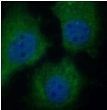 GSR Antibody